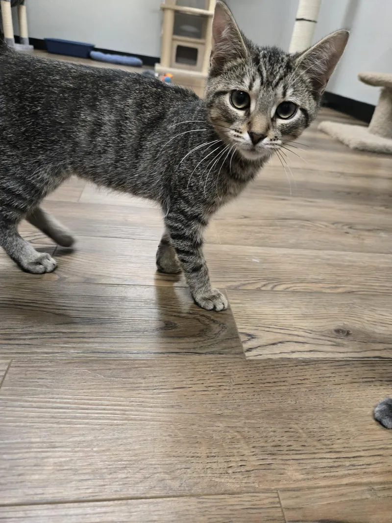 A young medium-sized male Tabby (Brown / Chocolate) Tabby cat named Mushroom for adoption in Richmond, KY