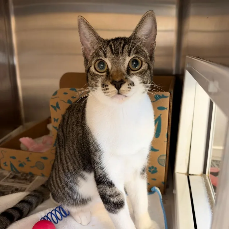 A baby medium-sized female Domestic Short Hair cat named Pibble for adoption in Santa Barbara, CA