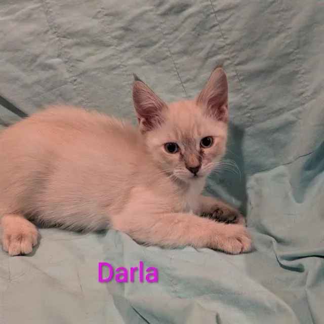 A baby small-sized female Domestic Medium Hair cat named Darla for adoption in Auburn, CA