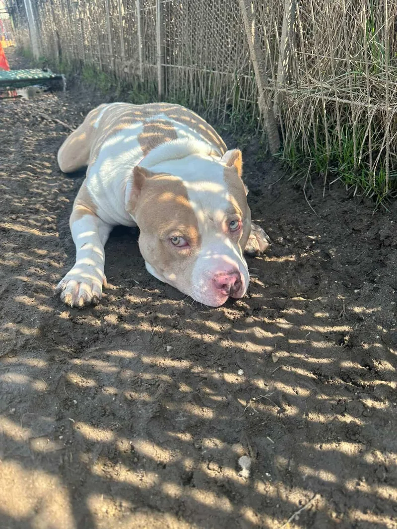 An adult large-sized male Yellow / Tan / Blond / Fawn Pit Bull Terrier dog named Ryder for adoption in Amityville, NY