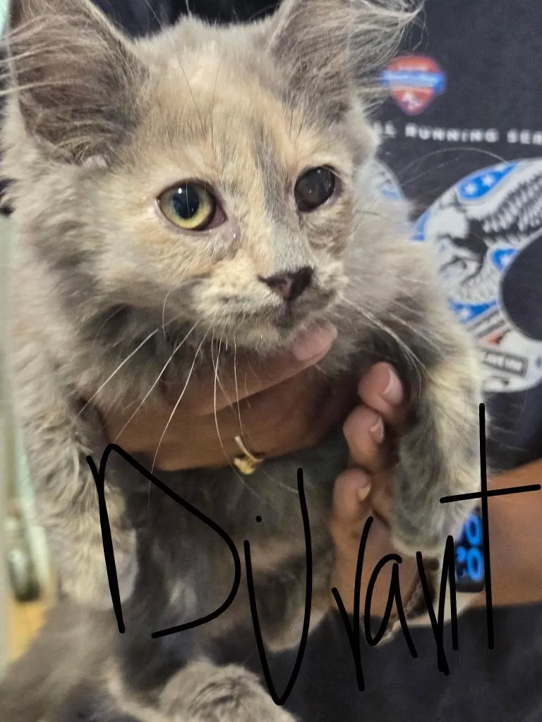 A baby small-sized male Domestic Long Hair cat named Durant for adoption in Cambridge, MD