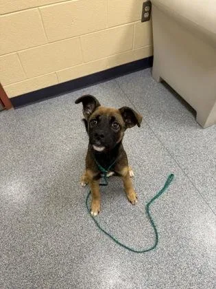 Stella