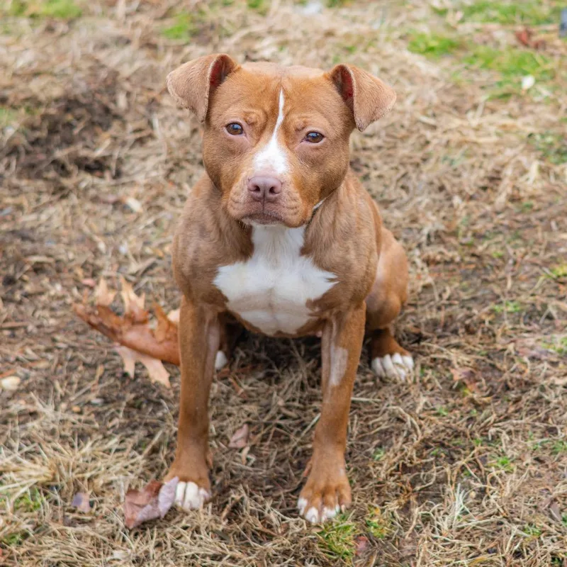 An adult medium-sized female Brown / Chocolate Pit Bull Terrier dog named Honey Dobbs for adoption in Wilmington, DE