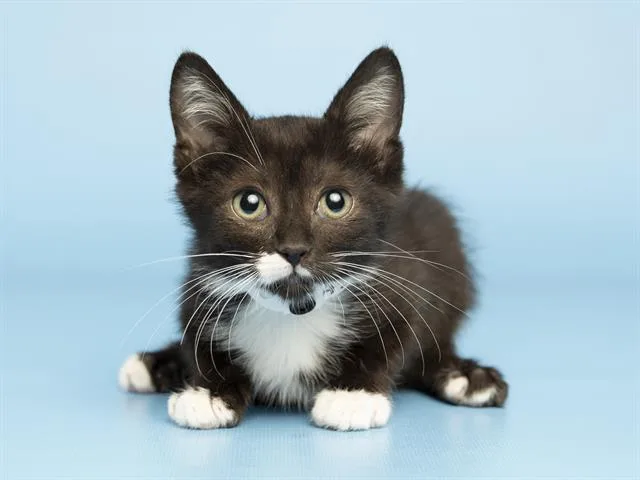 A baby small-sized female Domestic Short Hair cat named Mimi for adoption in Phoenix, AZ