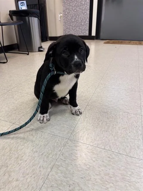A baby small-sized male German Wirehaired Pointer dog named Orchard for adoption in Sugar Land, TX