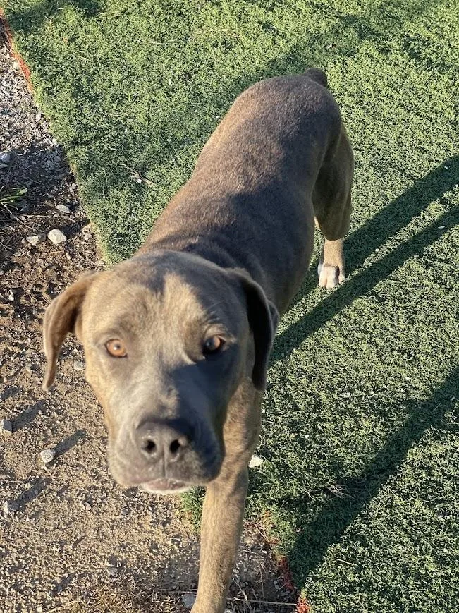 An adult large-sized male Brindle Cane Corso dog named Adam for adoption in Jackson, MS