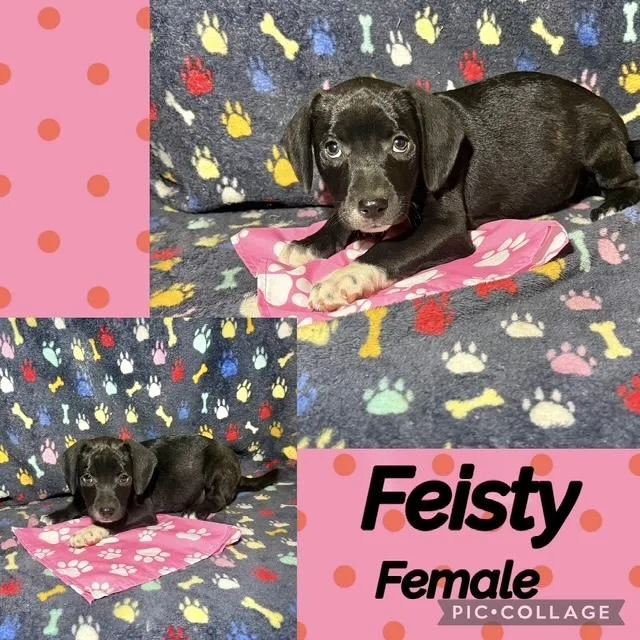 A baby medium-sized female Labrador Retriever dog named Feisty for adoption in Manchester, CT
