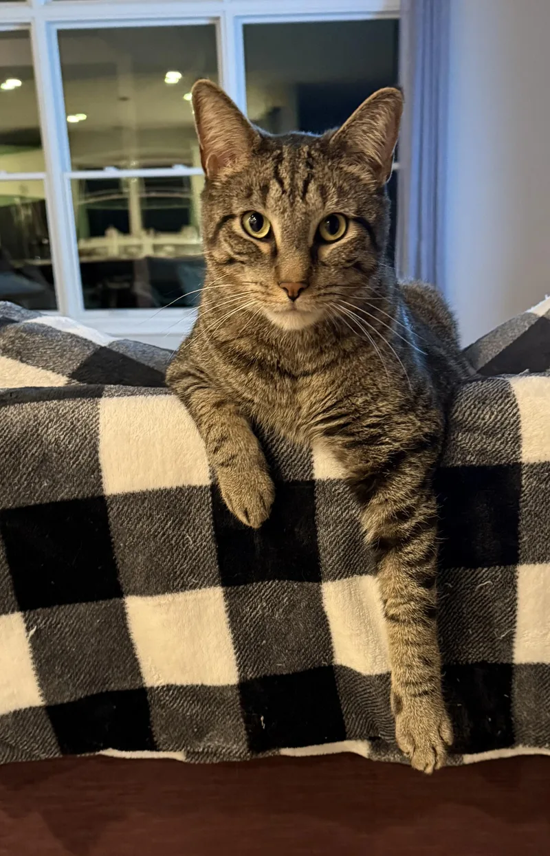 An adult large-sized male Domestic Short Hair cat named Finnegan for adoption in CANONSBURG, PA