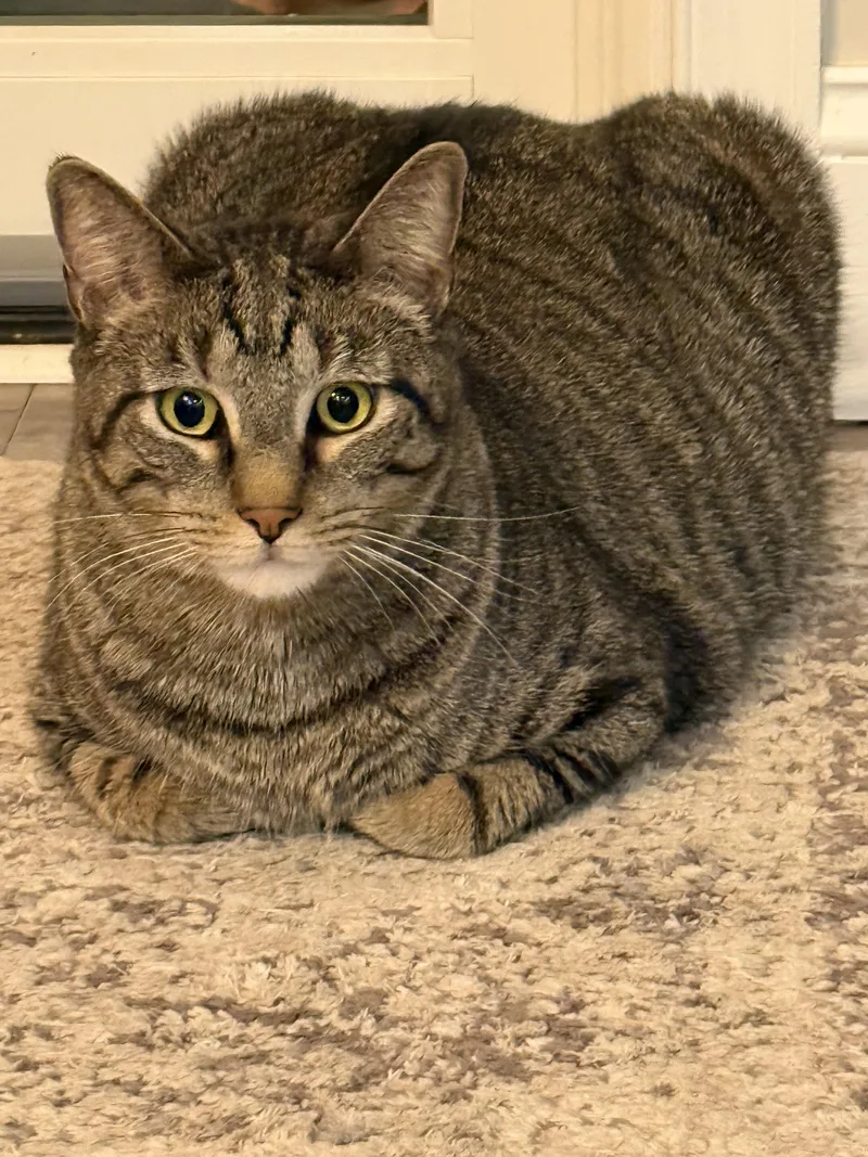 Finnegan thumbnail 3