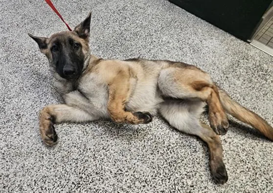 An adult medium-sized female Mixed Breed dog named Emma for adoption in Los Angeles, CA