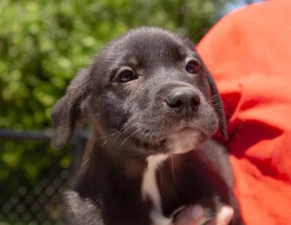 A baby medium-sized male Mixed Breed dog named Dash for adoption in West Chester, PA