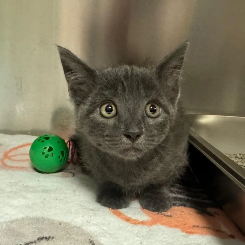 A baby small-sized male Gray / Blue / Silver Domestic Short Hair cat named ShamWOW! for adoption in Columbus, GA