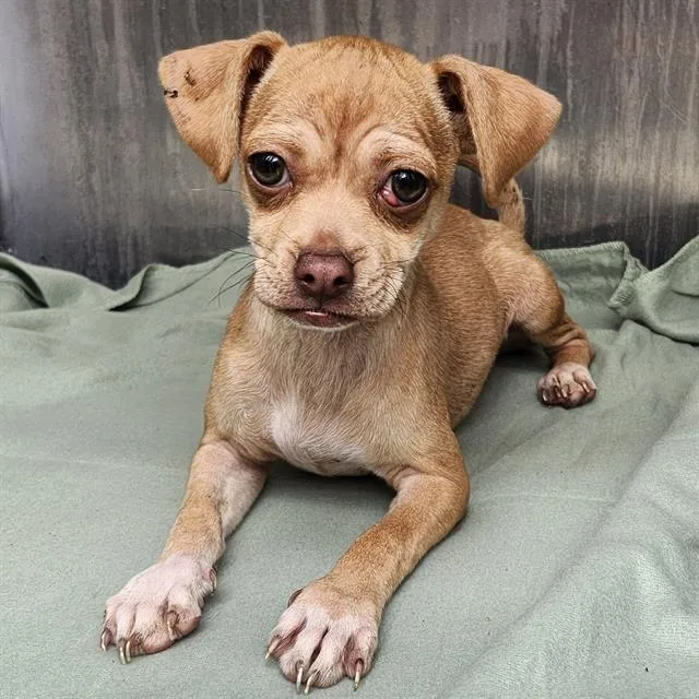 A baby small-sized female Chihuahua dog named Marigold for adoption in San Antonio, TX