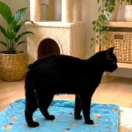 A young large-sized male Black Bombay cat named Bjorn Bobtail Bombay for adoption in Danbury, CT