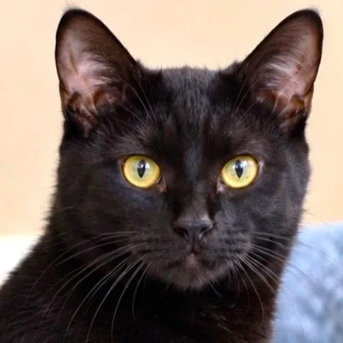 Bjorn  Bobtail Bombay thumbnail 3