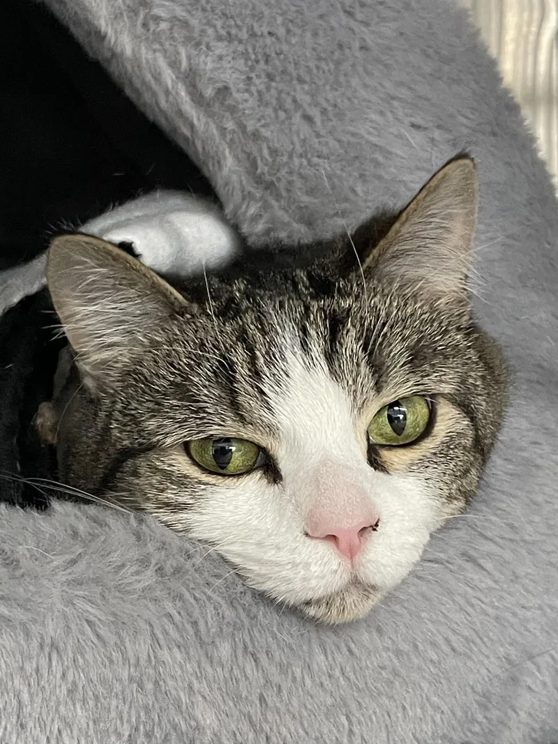 An adult medium-sized female American Shorthair cat named Daisy for adoption in North Kingstown, RI