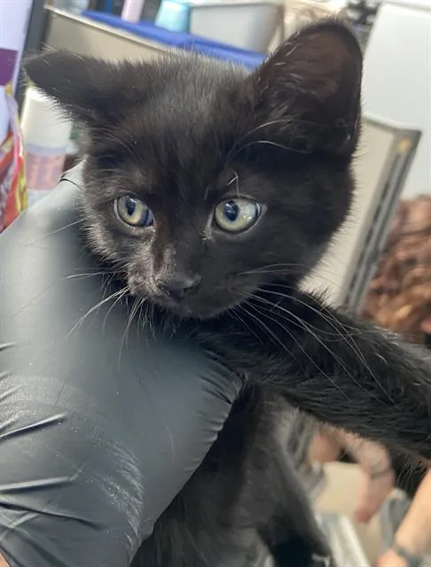 A baby medium-sized female Domestic Short Hair cat named Rosemary for adoption in Dallas, TX
