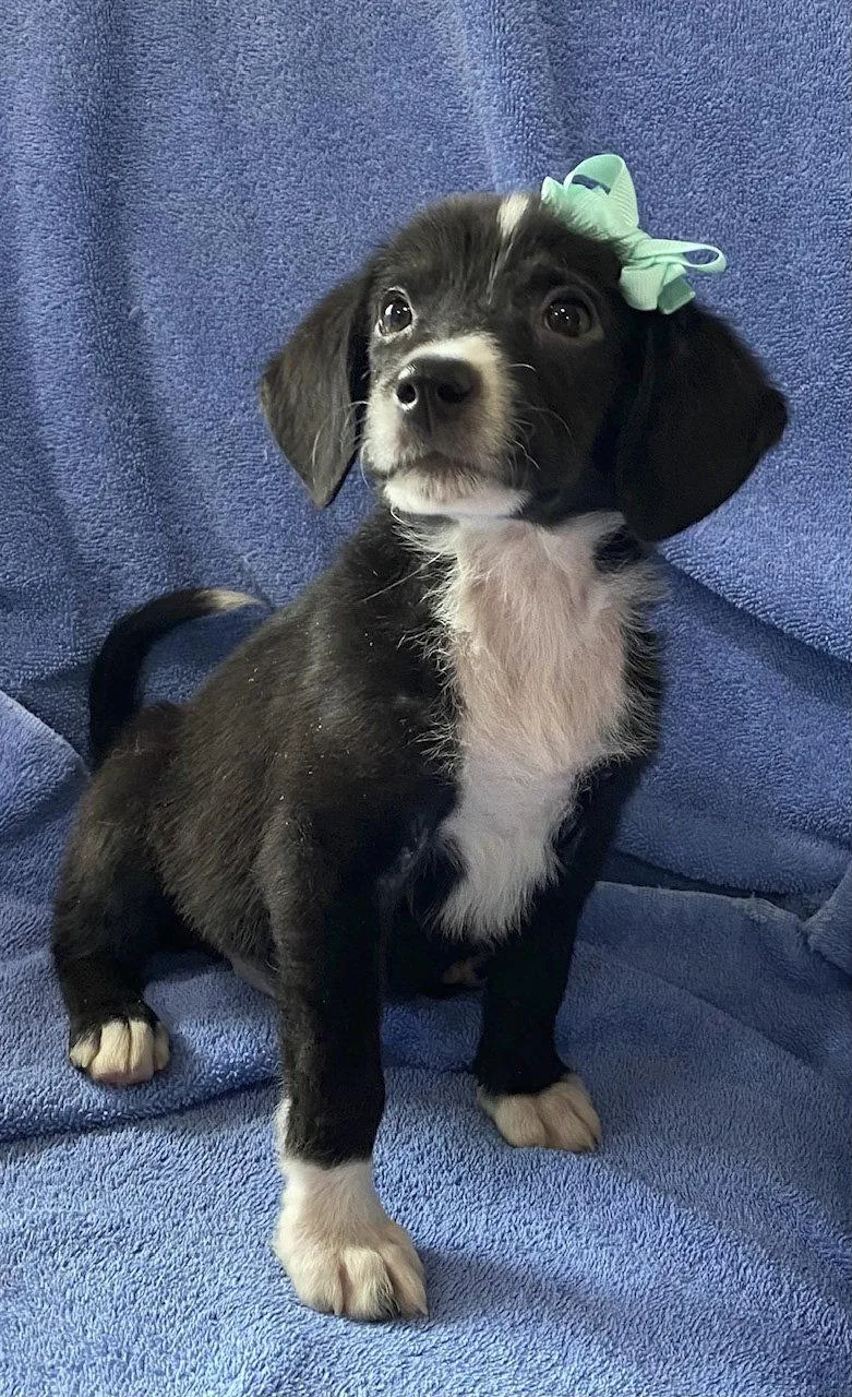 Chloe