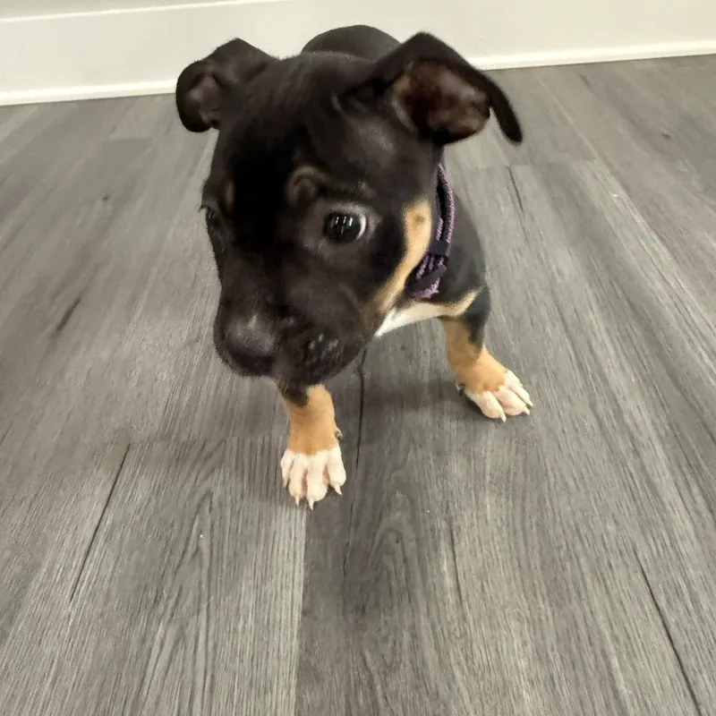 A baby medium-sized female Bicolor Staffordshire Bull Terrier dog named Girl Puppy for adoption in Manassas, VA