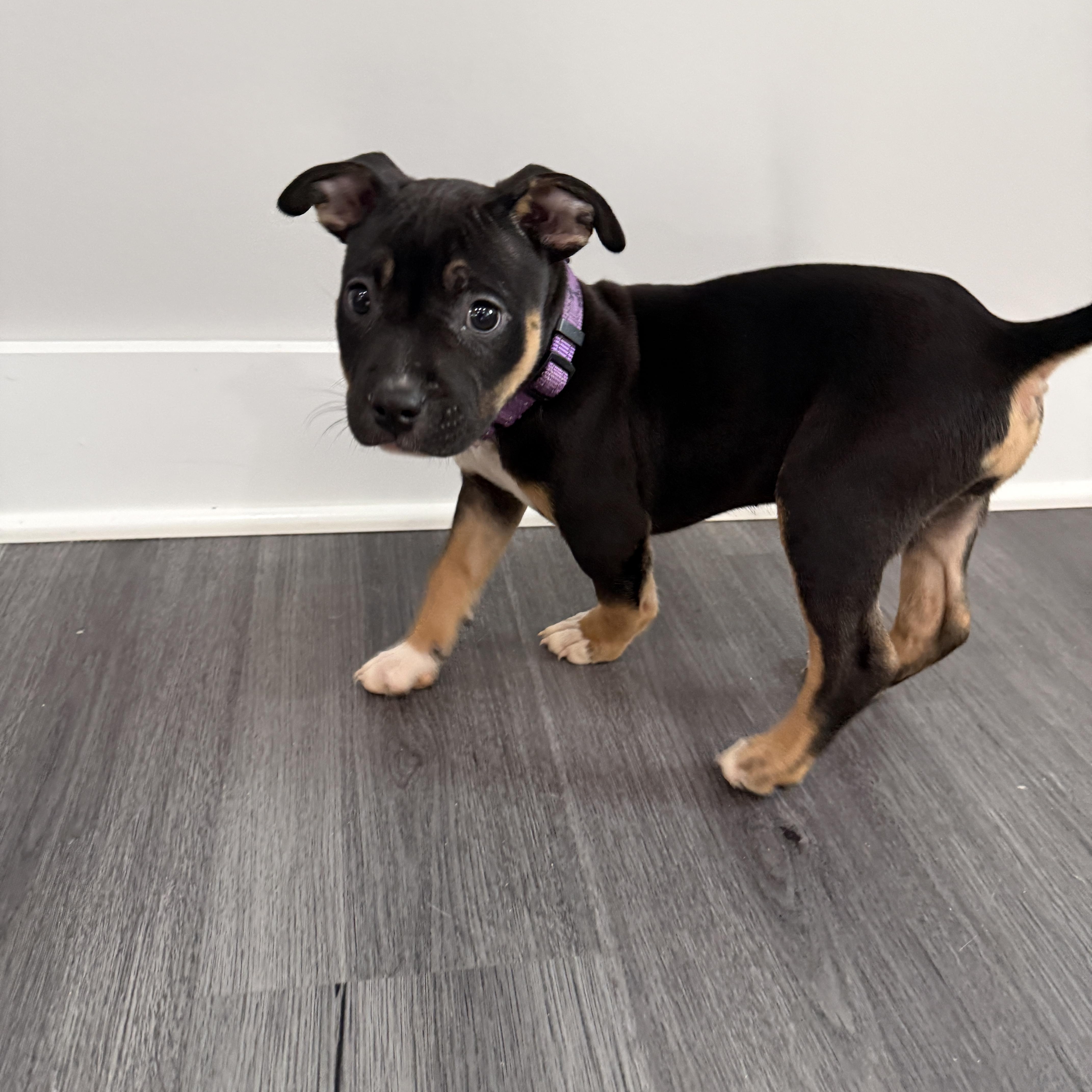 Girl Puppy thumbnail 2