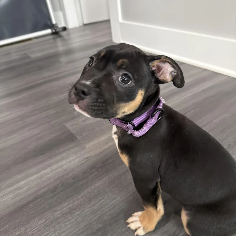 Girl Puppy thumbnail 3
