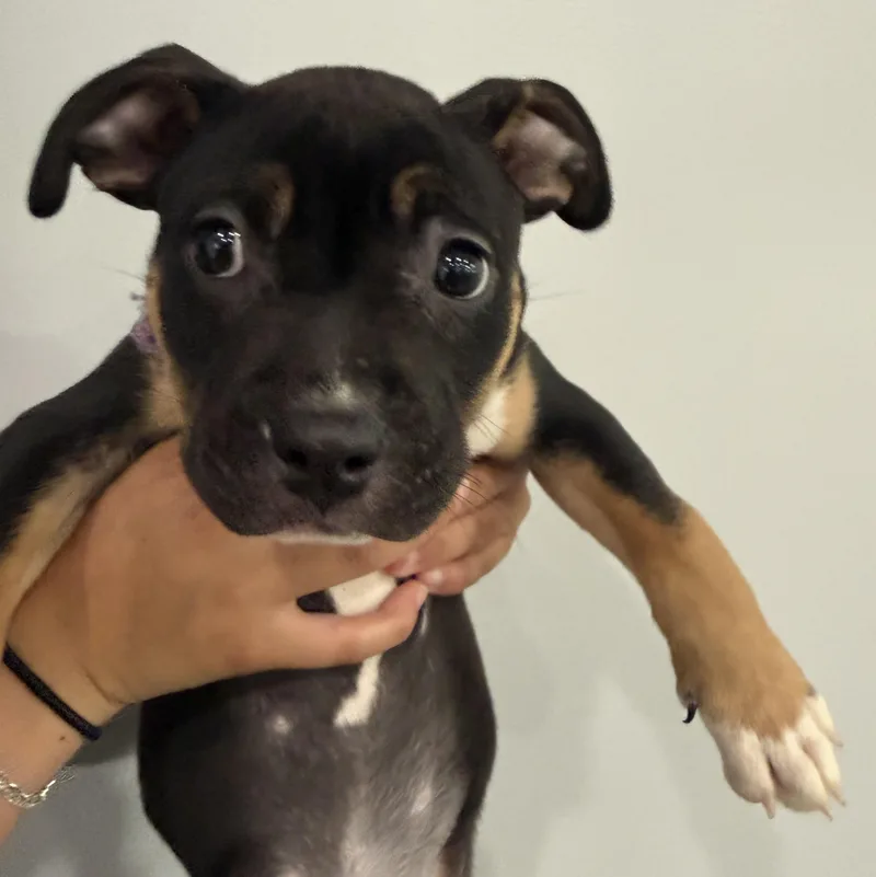 Girl Puppy thumbnail 4