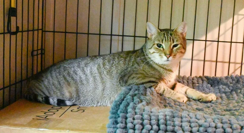 An adult medium-sized female Domestic Short Hair cat named Cocoaand Rocky for adoption in Hampstead, NC