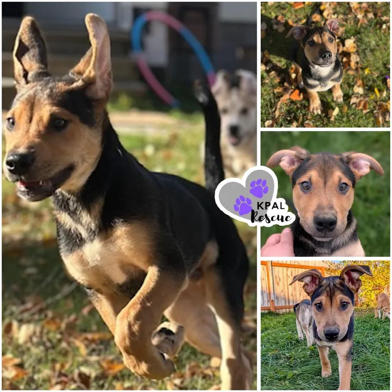 Kung Fu  Martial thumbnail 2