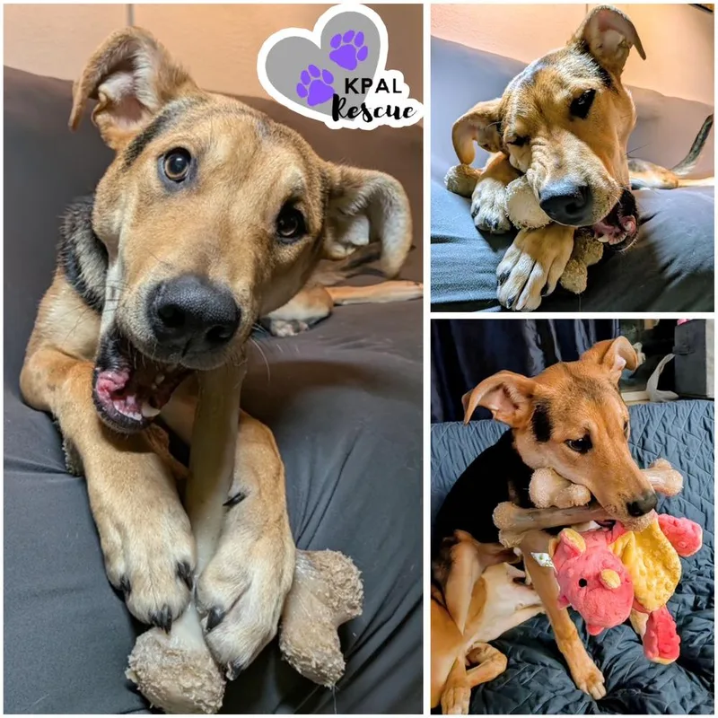 Kung Fu  Martial thumbnail 4