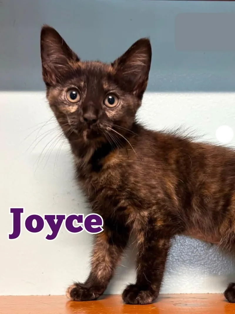 Joyce