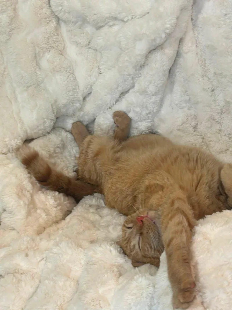 Nacho