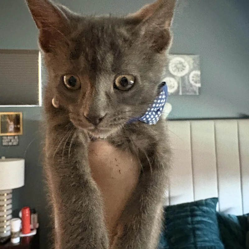 A baby small-sized male Gray / Blue / Silver Russian Blue cat named Bleu for adoption in queen creek, AZ