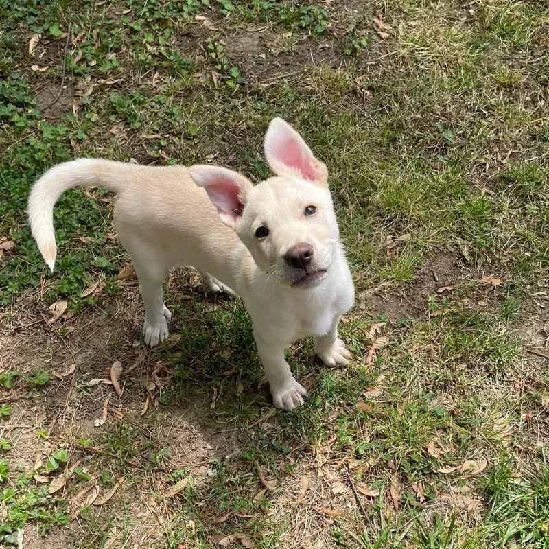 A baby medium-sized male White / Cream Labrador Retriever dog named Bugs for adoption in Jarrettsville, MD