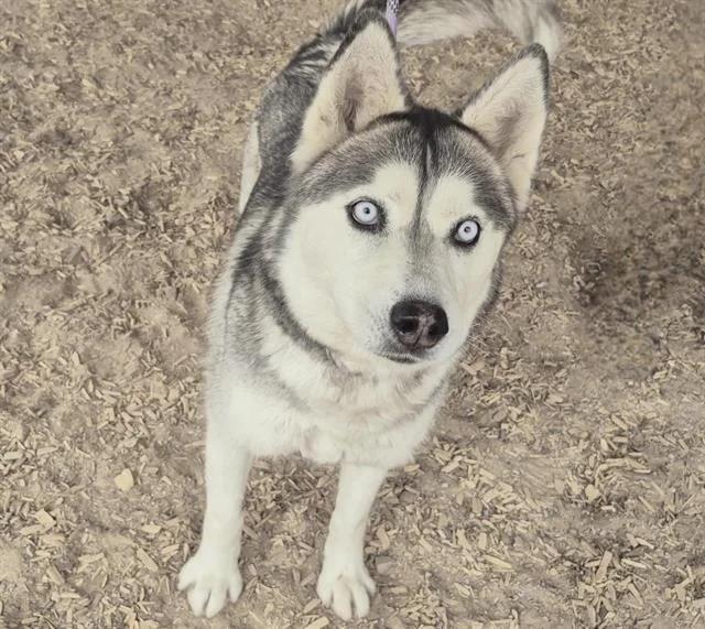 An adult medium-sized female Husky dog named Kira for adoption in Albuquerque, NM