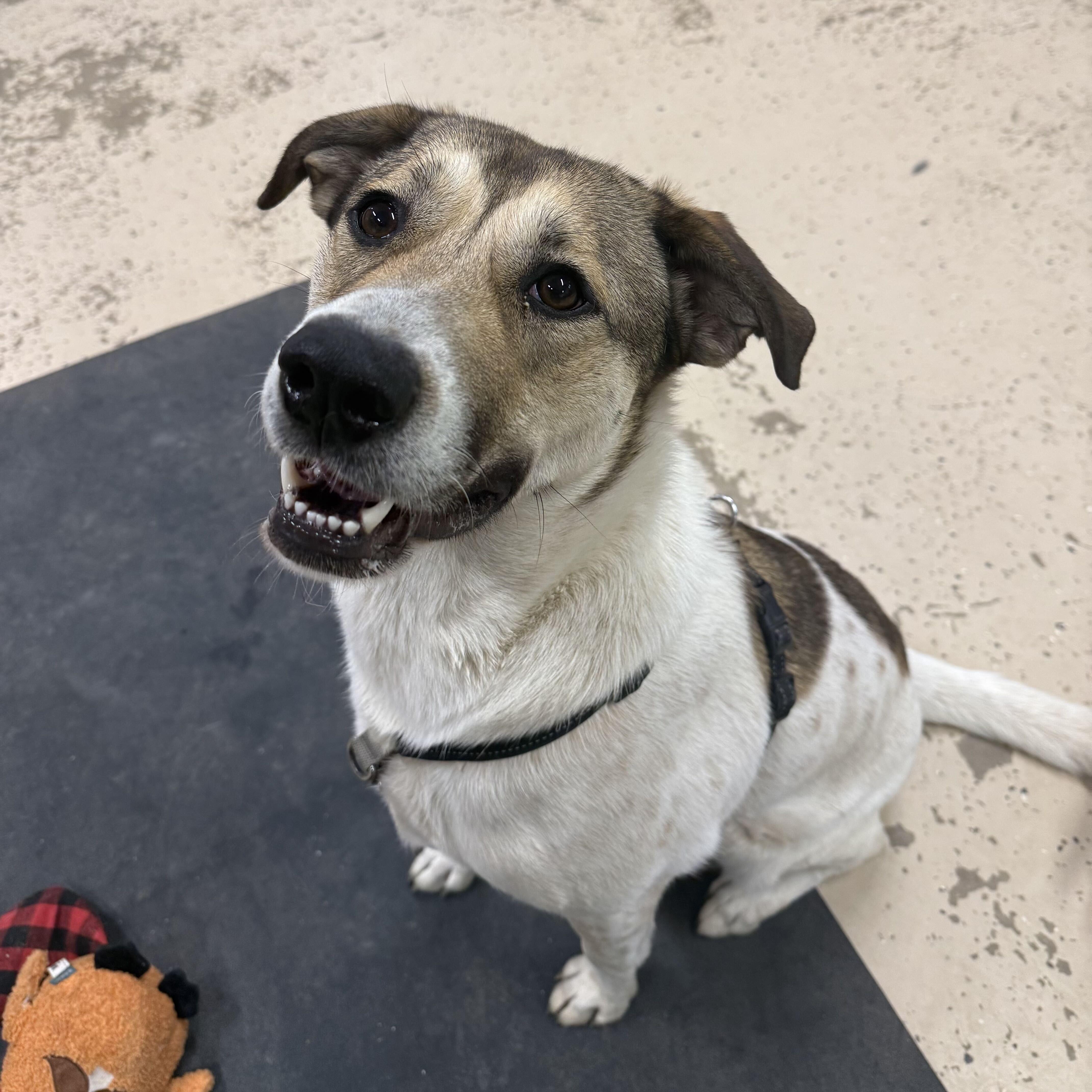 An adult large-sized female White / Cream Hound dog named Bella Mae for adoption in Indianapolis, IN
