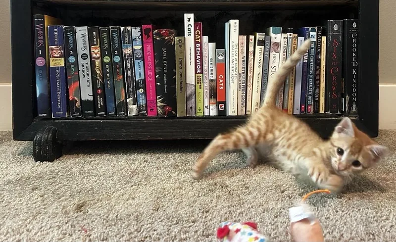 A young small-sized male Orange / Red Domestic Short Hair cat named Bingley for adoption in Tyler, TX