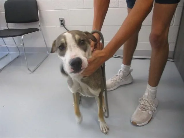 A young small-sized male Plott Hound dog named Coon for adoption in Ocala, FL