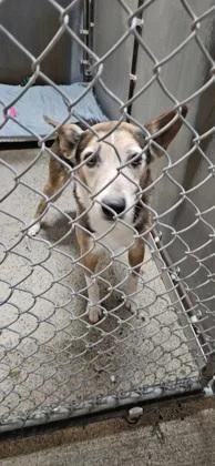 An adult medium-sized male Cattle Dog dog named Roblox for adoption in Roseville, CA