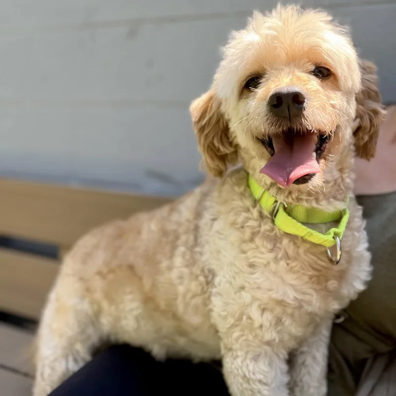 An adult medium-sized female Golden Retriever dog named Barkley for adoption in Whitehall, PA