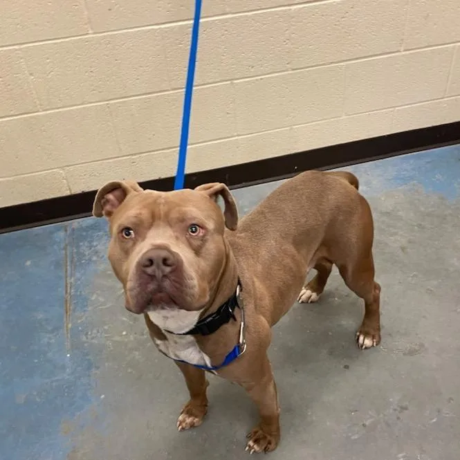 An adult medium-sized male Red / Chestnut / Orange Mixed Breed dog named Charlie for adoption in Memphis, TN