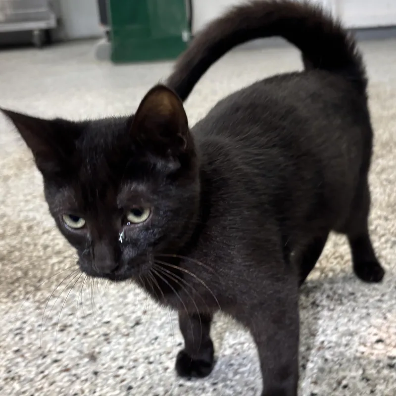 A baby small-sized male Black Domestic Short Hair cat named Neptune for adoption in Mount Pleasant, MI