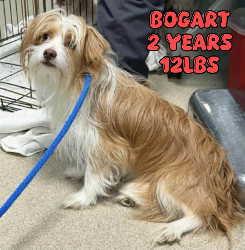 An adult small-sized male Shih Tzu dog named Bogart for adoption in Holbrook, NY