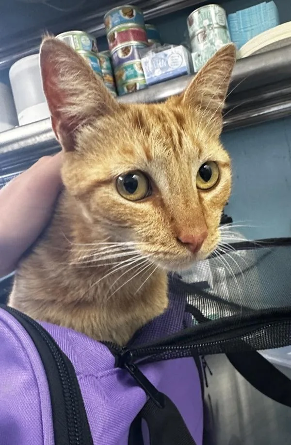 An adult medium-sized male Domestic Short Hair cat named Tangi for adoption in Vallejo, CA