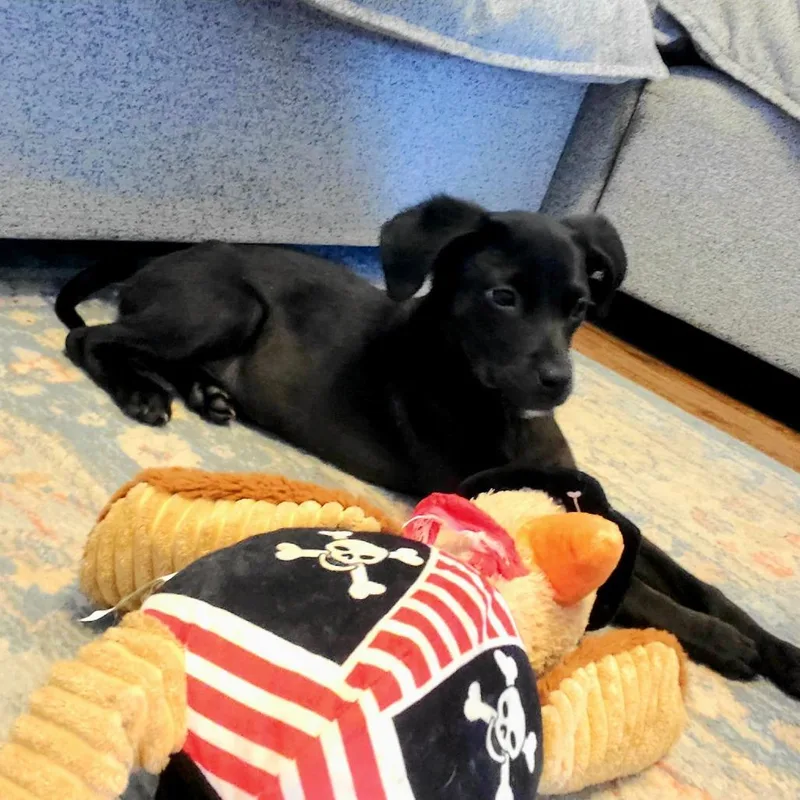 A baby medium-sized female Black Mixed Breed dog named Pebbles for adoption in Jacksonville Beach, FL