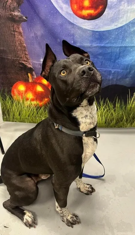 An adult medium-sized male Black Pit Bull Terrier dog named AC "Waylon" for adoption in Conyers, GA