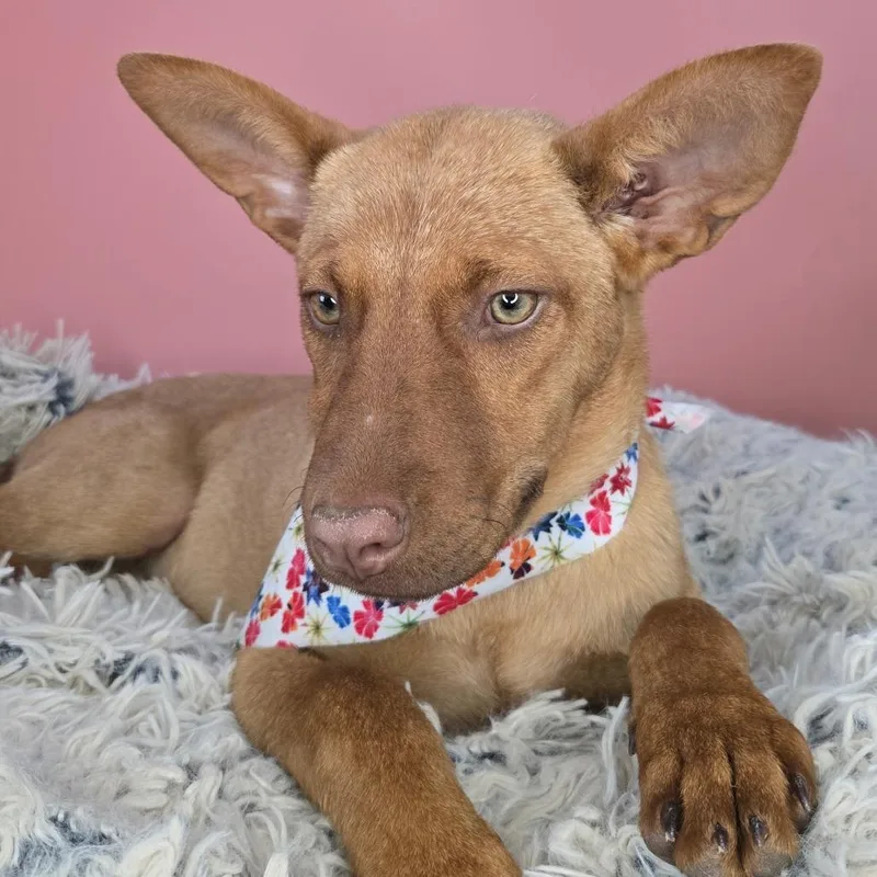 A baby medium-sized male Red / Chestnut / Orange Shepherd dog named Copper for adoption in San Antonio, TX