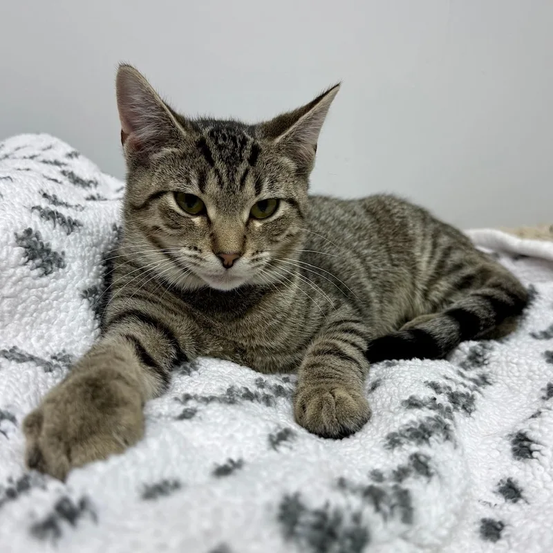 A baby small-sized male Tabby (Brown / Chocolate) Domestic Short Hair cat named Toe for adoption in Hartville, OH