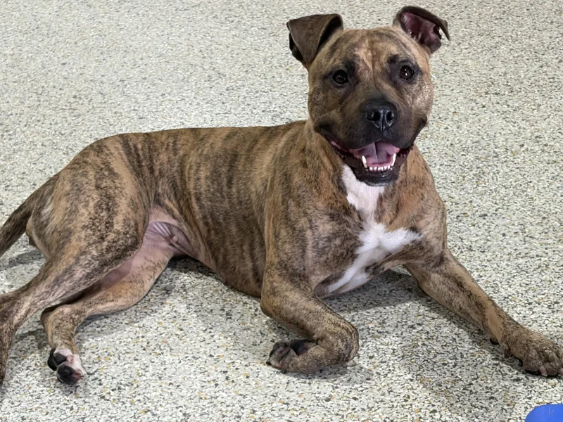 A young medium-sized female American Bully dog named Sweetie... pocket bully for adoption in Metairie, LA