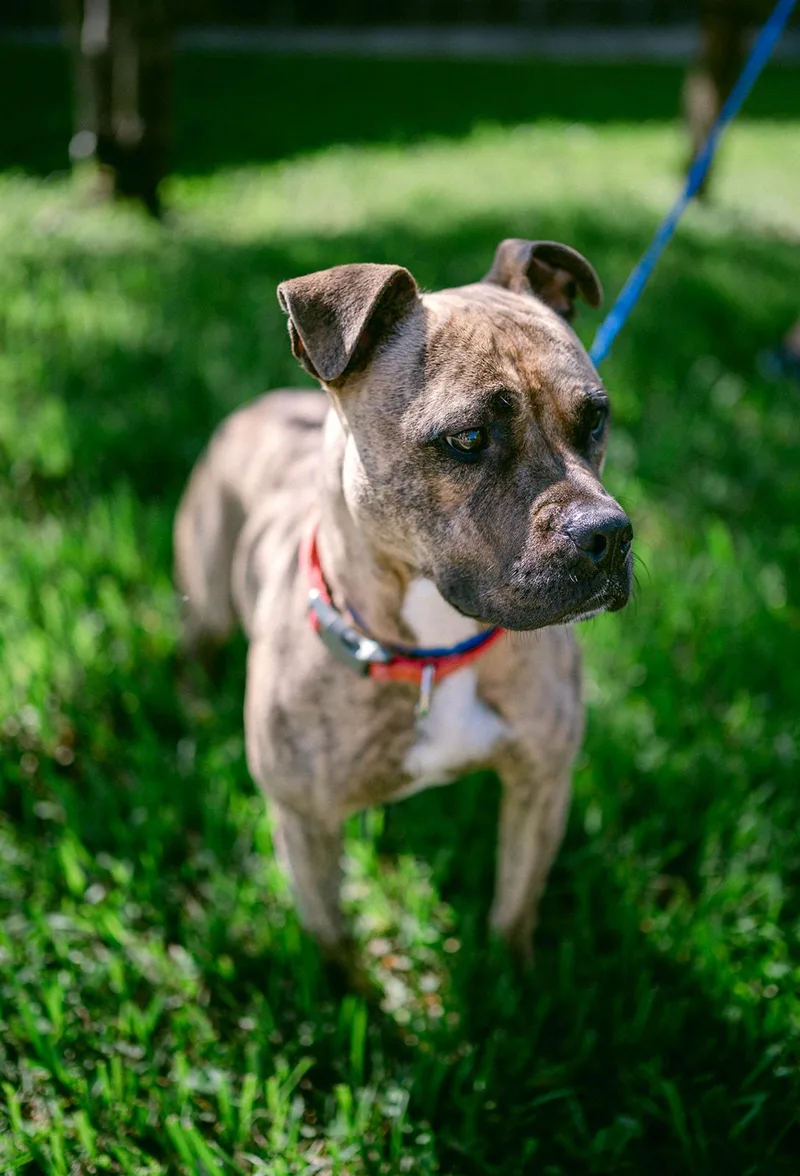 Sweetie... pocket bully thumbnail 2
