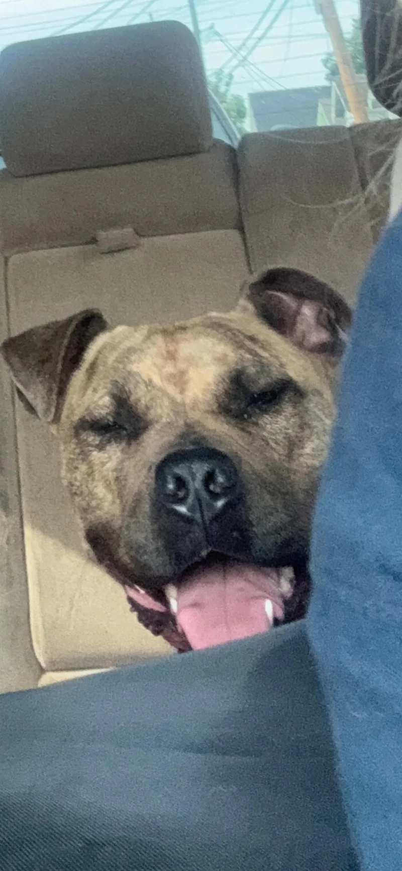 Sweetie... pocket bully thumbnail 3